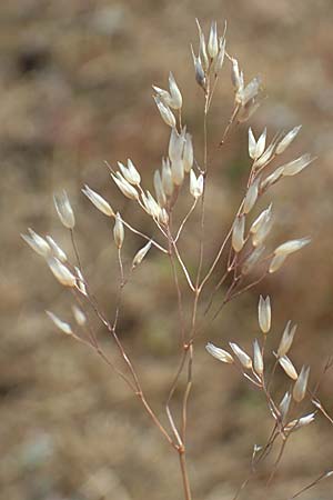 Aira multiculmis \ Vielstngelige Haferschmiele / Multi-Stemmed Hair-Grass, D Hockenheim 3.6.2020