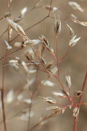 Aira multiculmis \ Vielstngelige Haferschmiele / Multi-Stemmed Hair-Grass, D Hockenheim 3.6.2020