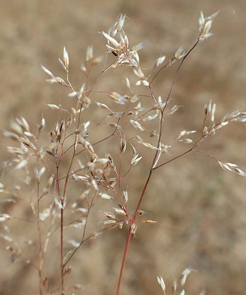 Aira multiculmis \ Vielstngelige Haferschmiele / Multi-Stemmed Hair-Grass, D Hockenheim 3.6.2020