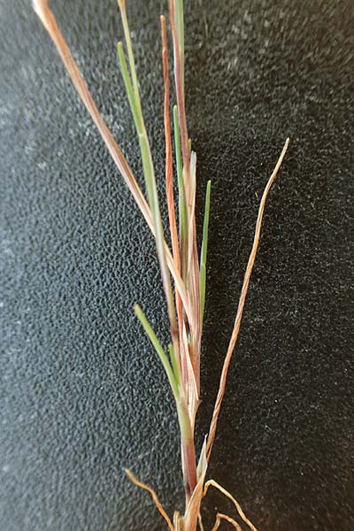 Aira multiculmis \ Vielstngelige Haferschmiele / Multi-Stemmed Hair-Grass, D Hockenheim 3.6.2020