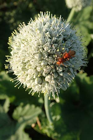 Allium cepa \ Kchen-Zwiebel, Sommer-Zwiebel / Onion, D Neuleiningen 18.7.2020