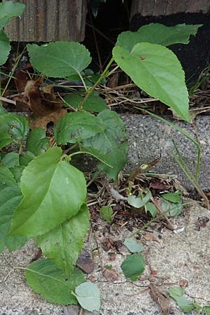 Alnus cordata \ Herzbl�ttrige Erle, Italienische Erle / Italian Alder, D Limburgerhof 11.10.2020
