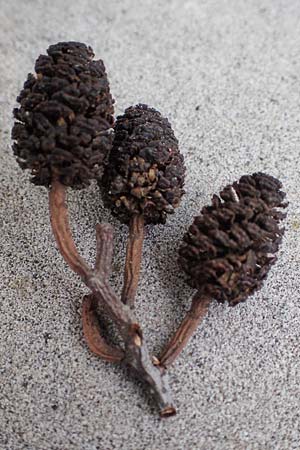 Alnus cordata \ Herzbl�ttrige Erle, Italienische Erle / Italian Alder, D Limburgerhof 11.10.2020