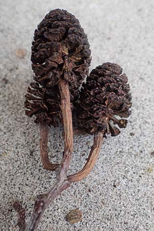 Alnus cordata \ Herzbl�ttrige Erle, Italienische Erle / Italian Alder, D Limburgerhof 11.10.2020