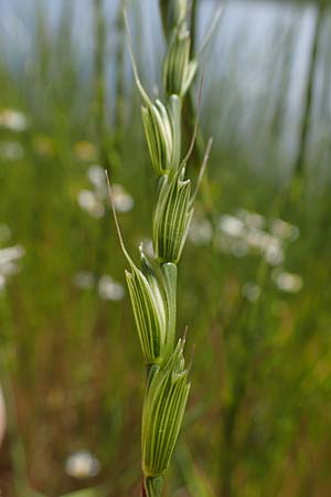 Aegilops cylindrica \ Zylinder-Walch, Walzenf�rmiger Walch / Jointed Goatgrass, D Mannheim 13.5.2021