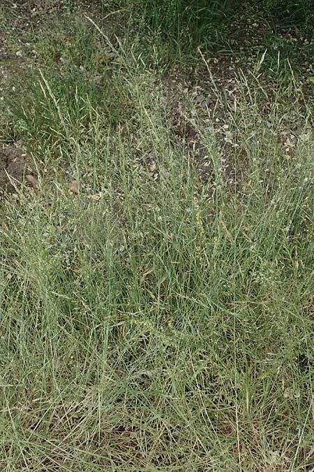 Agrostis castellana \ Kastilisches Straugras / Highland Bentgrass, D Viernheim 20.6.2021