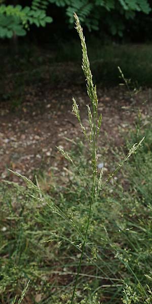 Agrostis castellana \ Kastilisches Straugras / Highland Bentgrass, D Viernheim 20.6.2021