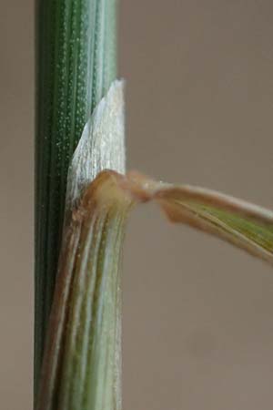 Agrostis castellana \ Kastilisches Straugras / Highland Bentgrass, D Viernheim 20.6.2021