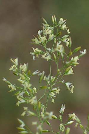 Agrostis castellana \ Kastilisches Straugras / Highland Bentgrass, D Viernheim 20.6.2021