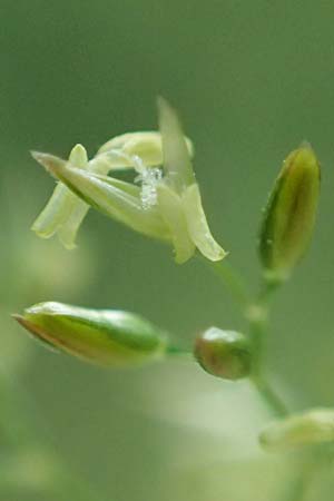 Agrostis castellana \ Kastilisches Straugras / Highland Bentgrass, D Viernheim 20.6.2021