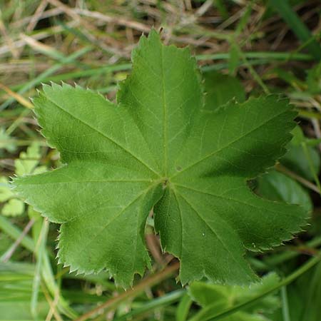 Alchemilla connivens \ Zusammenneigender Frauenmantel / Together Tilting Lady's Mantle, D Villingen-Schwenningen 12.7.2021