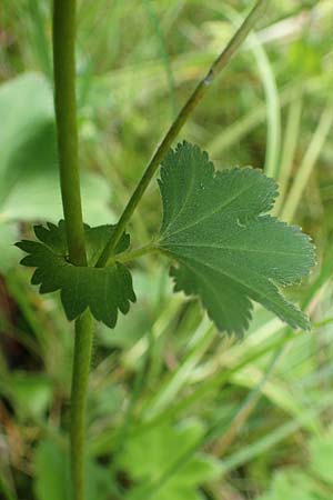 Alchemilla connivens \ Zusammenneigender Frauenmantel / Together Tilting Lady's Mantle, D Villingen-Schwenningen 12.7.2021