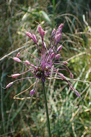 Allium carinatum \ Gekielter Lauch / Keeled Garlic, D Mörfelden-Walldorf 14.8.2021