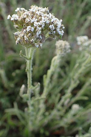 Achillea setacea \ Feinblttrige Wiesen-Schafgarbe / Fine-Leaved Milfoil, D Sachsen-Anhalt, Süßer See 7.6.2022