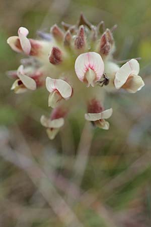 Anthyllis vulneraria subsp. carpatica \ Karpaten-Wundklee / Carpathian Kidney Vetch, D Thüringen, Heldrungen 16.6.2023
