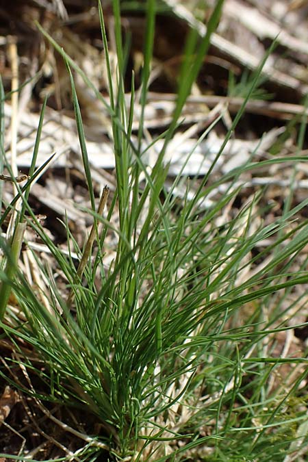 Agrostis canina \ Hunds-Straugras / Velvet Bentgrass, D Böhl-Iggelheim 2.7.2023