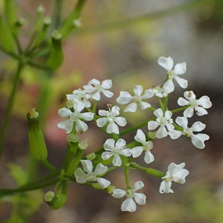 Anthriscus cerefolium \ Garten-Kerbel / Chervil, D Botan. Gar.  Universit.  Ulm 26.5.2025