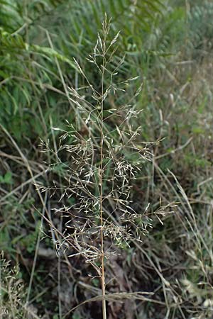 Agrostis capillaris \ Rotes Straugras / Common Bentgrass, Browntop, D Trennfurt 30.8.2025