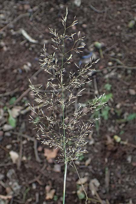 Agrostis capillaris \ Rotes Straugras / Common Bentgrass, Browntop, D Trennfurt 30.8.2025