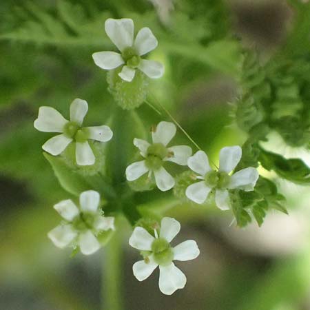 Anthriscus caucalis \ Hunds-Kerbel / Bur Chervil, D Mannheim 27.3.2026