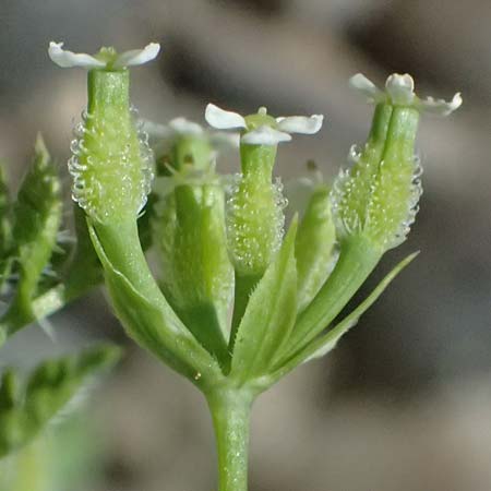 Anthriscus caucalis \ Hunds-Kerbel / Bur Chervil, D Mannheim 27.3.2026