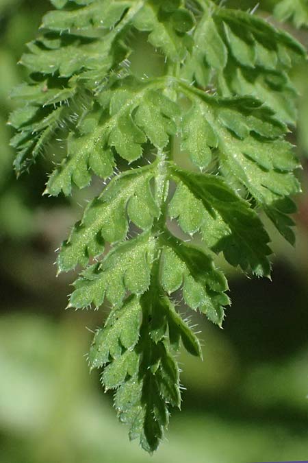 Anthriscus caucalis \ Hunds-Kerbel / Bur Chervil, D Mannheim 27.3.2026