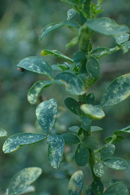 Adenocarpus complicatus \ Faltiger Dr�senginster, Kleinbl&auml;ttrige Dr&uuml;senh&uuml;lse / Pleated Flatpod, D Frankfurt Airport 1.6.2026