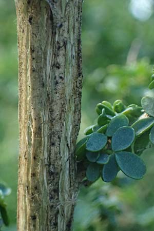 Adenocarpus complicatus \ Faltiger Dr�senginster, Kleinbl&auml;ttrige Dr&uuml;senh&uuml;lse / Pleated Flatpod, D Frankfurt Airport 1.6.2026