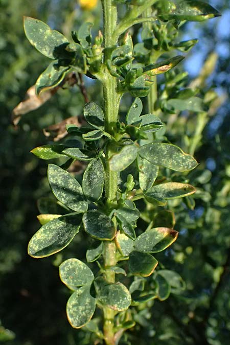 Adenocarpus complicatus \ Faltiger Dr�senginster, Kleinbl&auml;ttrige Dr&uuml;senh&uuml;lse / Pleated Flatpod, D Frankfurt Airport 1.6.2026