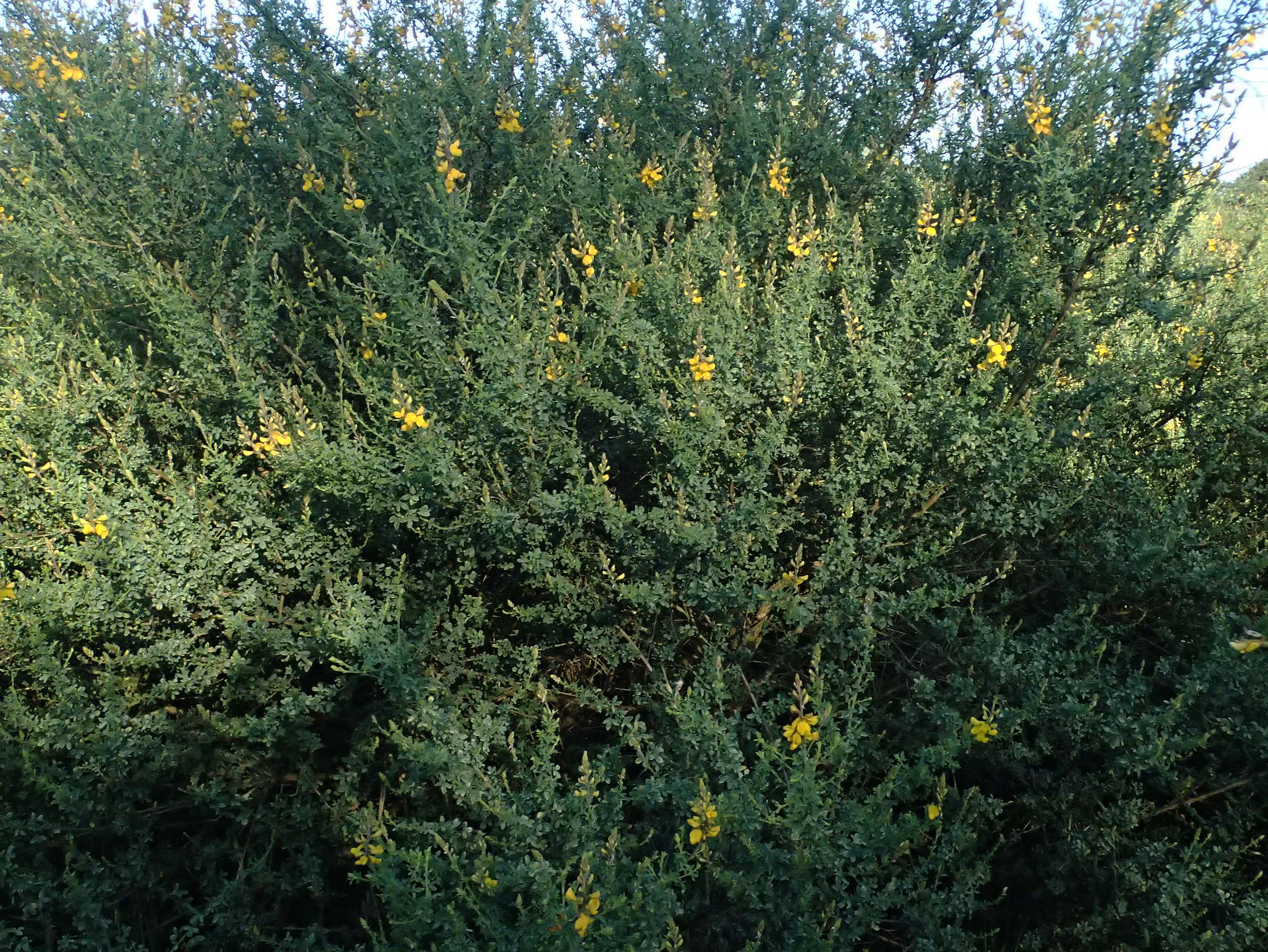 Adenocarpus complicatus \ Faltiger Dr�senginster, Kleinbl&auml;ttrige Dr&uuml;senh&uuml;lse / Pleated Flatpod, D Frankfurt Airport 1.6.2026
