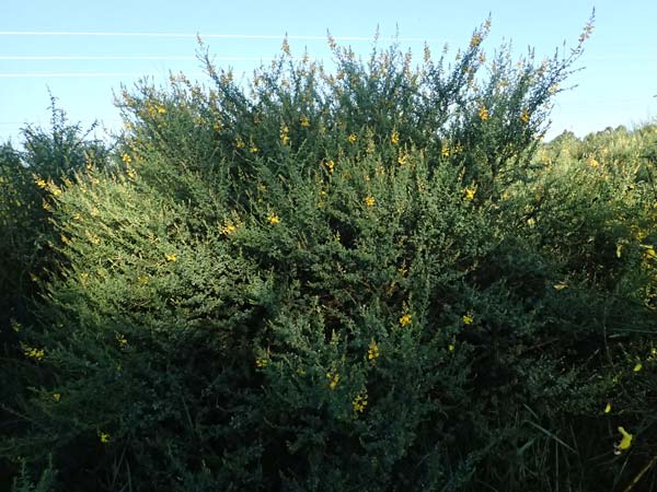 Adenocarpus complicatus \ Faltiger Dr�senginster, Kleinbl&auml;ttrige Dr&uuml;senh&uuml;lse / Pleated Flatpod, D Frankfurt Airport 1.6.2026