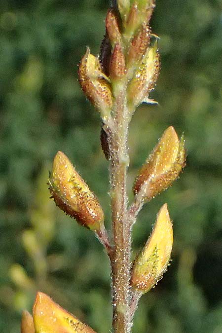 Adenocarpus complicatus \ Faltiger Dr�senginster, Kleinbl&auml;ttrige Dr&uuml;senh&uuml;lse / Pleated Flatpod, D Frankfurt Airport 1.6.2026