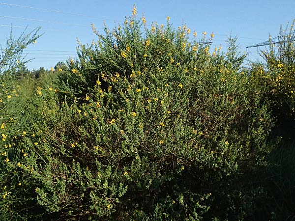 Adenocarpus complicatus \ Faltiger Dr�senginster, Kleinbl&auml;ttrige Dr&uuml;senh&uuml;lse / Pleated Flatpod, D Frankfurt Airport 1.6.2026