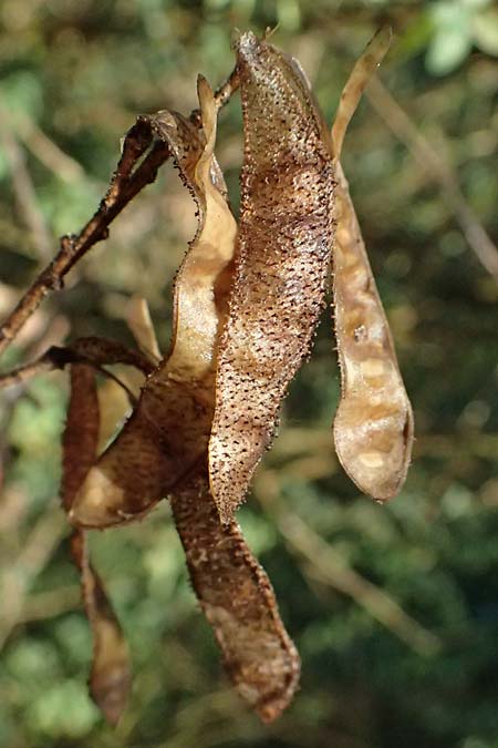 Adenocarpus complicatus \ Faltiger Dr�senginster, Kleinbl&auml;ttrige Dr&uuml;senh&uuml;lse / Pleated Flatpod, D Frankfurt Airport 1.6.2026
