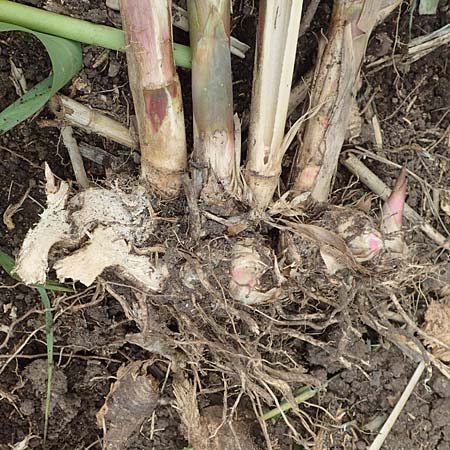 Arundo donax \ Pfahlrohr, Spanisches Rohr / Giant Reed, D Botan. Gar.  Universit.  Tübingen 3.9.2016