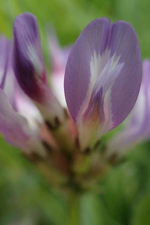 Astragalus danicus \ Dnischer Tragant / Purple Milk-Vetch, D Neuleiningen 28.5.2021