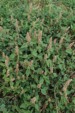 Amaranthus deflexus \ Niederliegender Amaranth / Perennial Pigweed, D Mannheim 13.9.2026
