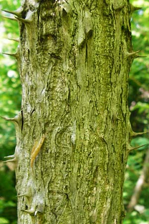 Aralia elata \ Japanischer Angelikabaum, Teufels-Krckstock / Japanese Angelica Tree, D Odenwald, Unterflockenbach 2.7.2015
