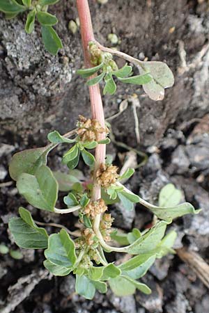 Amaranthus blitum subsp. emarginatus \ Kerb-Fuchsschwanz, Ausgerandeter Amaranth / Pigweed, D Bürstadt 30.9.2016