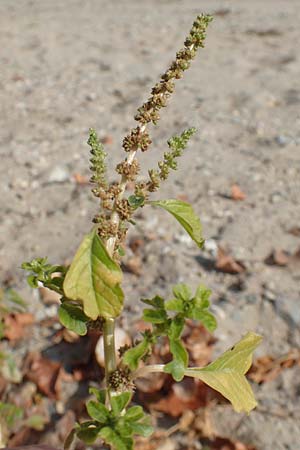 Amaranthus blitum subsp. emarginatus \ Kerb-Fuchsschwanz, Ausgerandeter Amaranth / Pigweed, D Mannheim 11.10.2018