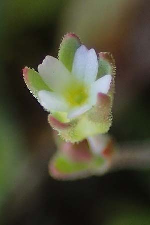 Androsace elongata \ Langgestielter Mannsschild / Elongated Rock Jasmine, D Rheinhessen, Frei-Laubersheim 2.4.2021