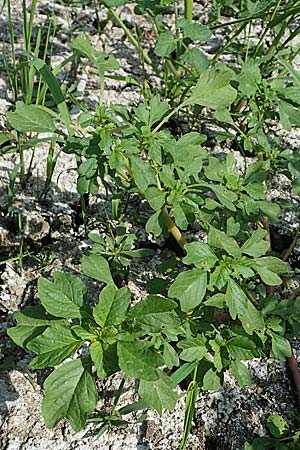 Amaranthus blitum subsp. emarginatus \ Kerb-Fuchsschwanz, Ausgerandeter Amaranth / Pigweed, D Römerberg 30.8.2022