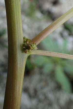 Amaranthus blitum subsp. emarginatus \ Kerb-Fuchsschwanz, Ausgerandeter Amaranth / Pigweed, D Römerberg 30.8.2022