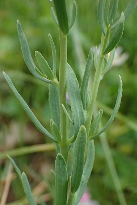 Aethionema grandiflorum \ Grobltiges Steintschel / Persian Candytuft, D Botan. Gar.  Universit.  Ulm 26.5.2025