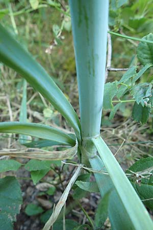 Allium cepa \ Kchen-Zwiebel, Sommer-Zwiebel / Onion, D Hirschberg 17.6.2017