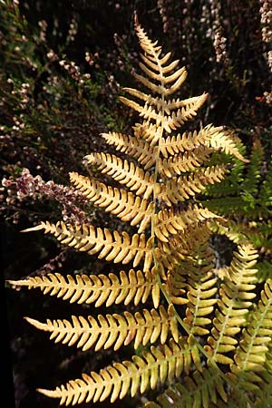 Pteridium pinetorum \ Kiefernwald-Adlerfarn, Nrdlicher Adlerfarn / Pinewood Bracken, D Mehlinger Heide 10.9.2019