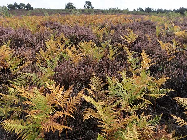 Pteridium pinetorum \ Kiefernwald-Adlerfarn, Nrdlicher Adlerfarn / Pinewood Bracken, D Mehlinger Heide 10.9.2019