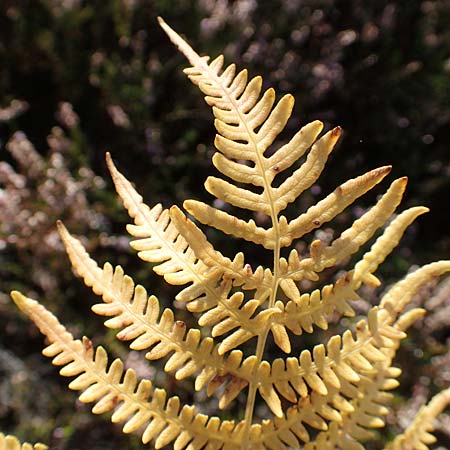 Pteridium pinetorum \ Kiefernwald-Adlerfarn, Nrdlicher Adlerfarn / Pinewood Bracken, D Mehlinger Heide 10.9.2019