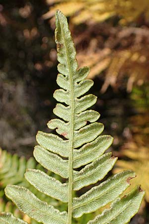 Pteridium pinetorum \ Kiefernwald-Adlerfarn, Nrdlicher Adlerfarn / Pinewood Bracken, D Mehlinger Heide 10.9.2019