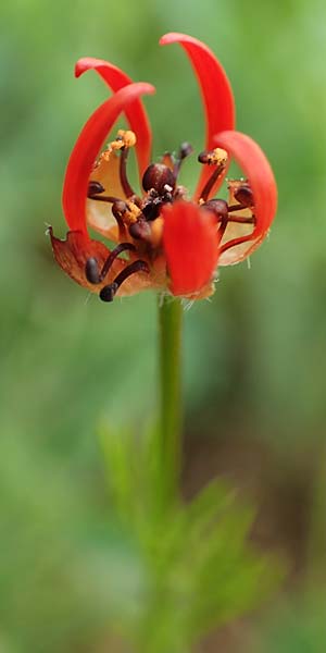 Adonis flammea \ Flammen-Adonisrschen / Flame Adonis, D Neuleiningen 25.5.2020